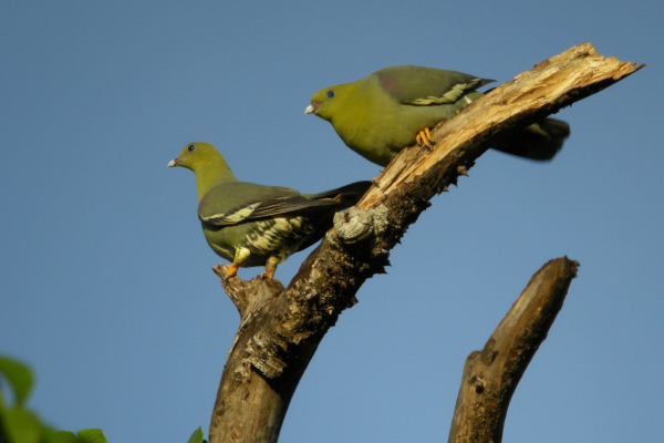 Pink-necked Green Pigeon