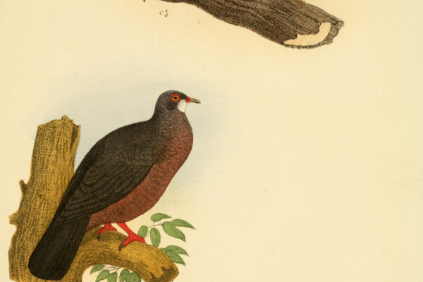 Pink-spotted Fruit Dove