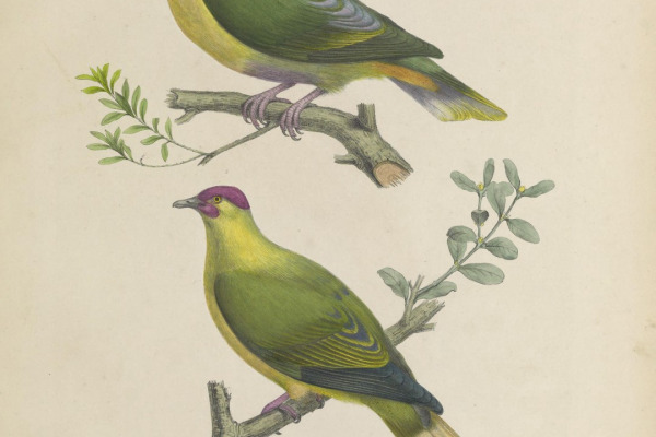 Pink-spotted Fruit Dove