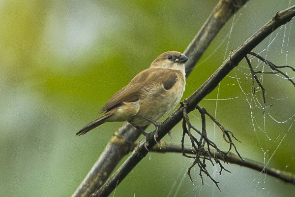 Pink-throated Twinspot