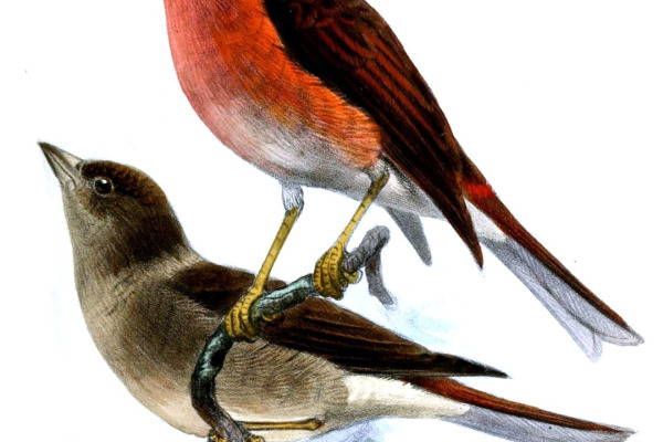 Pink-throated Twinspot