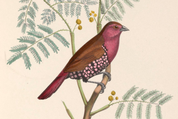 Pink-throated Twinspot
