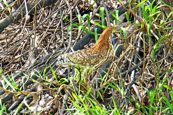 Pinnated Bittern