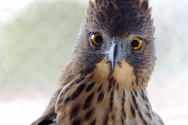 Pinsker's Hawk-Eagle