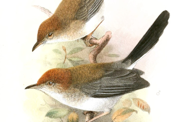 Piping Cisticola