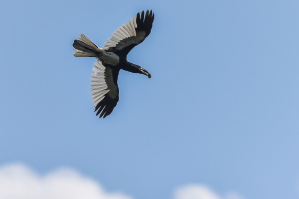 Piping Hornbill