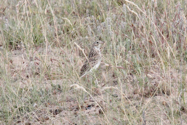 Pipit