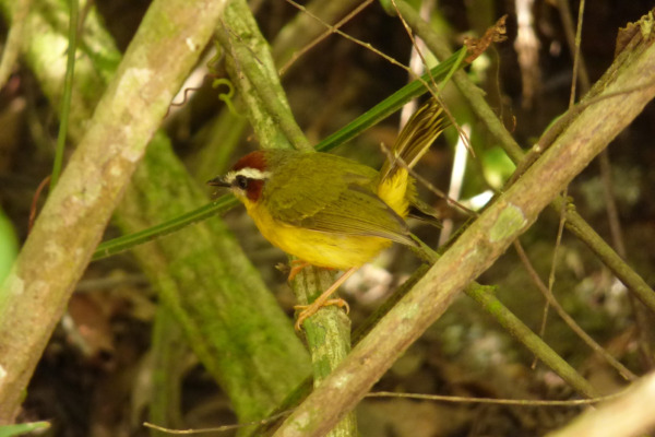 Pirre Warbler