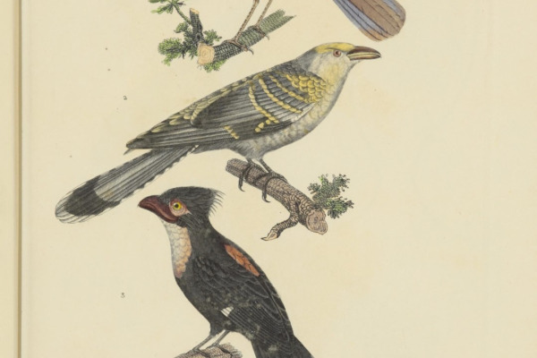 Pitta-like Ground Roller