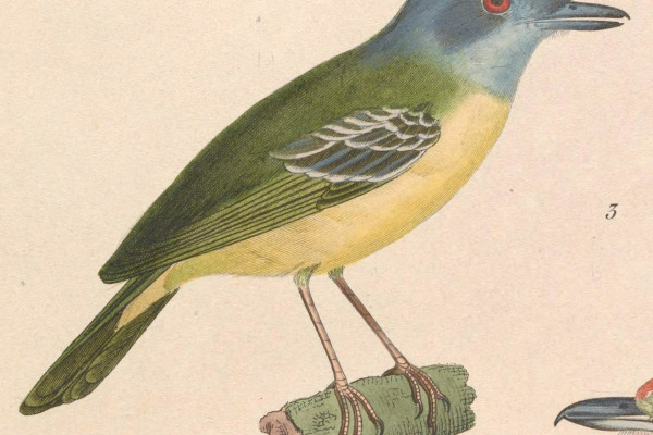 Plain Antvireo