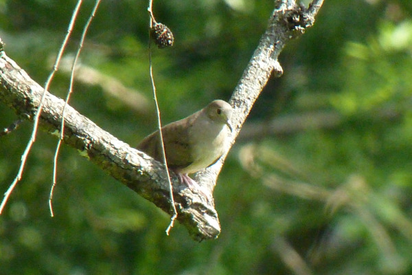 Plain-breasted Ground Dove