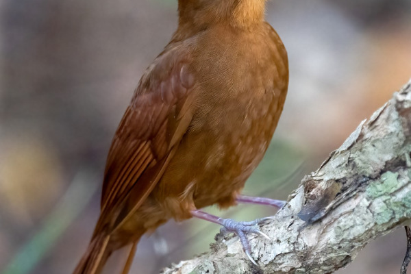 Plain-brown Woodcreeper