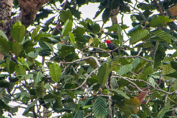 Plain-capped Starthroat