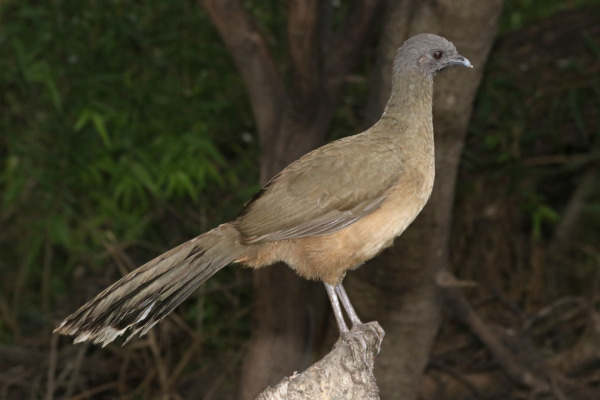 Plain Chachalaca