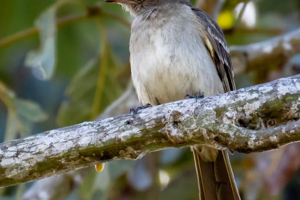 Plain-crested Elaenia