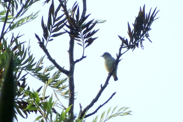 Plain Flowerpecker