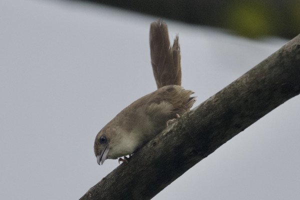 Plain-mantled Tit-Spinetail