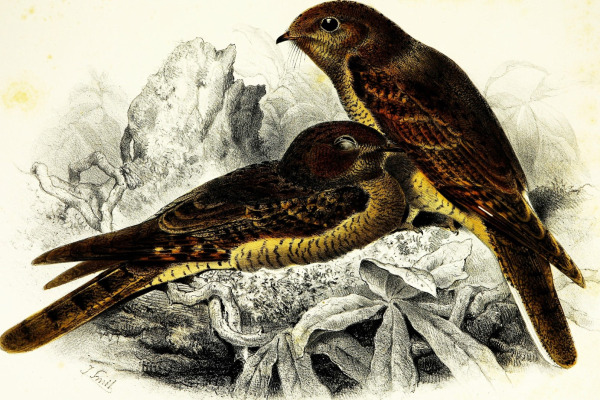 Plain Nightjar