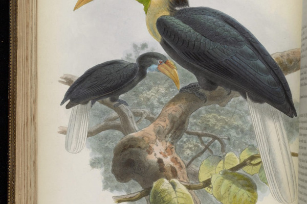 Plain-pouched Hornbill