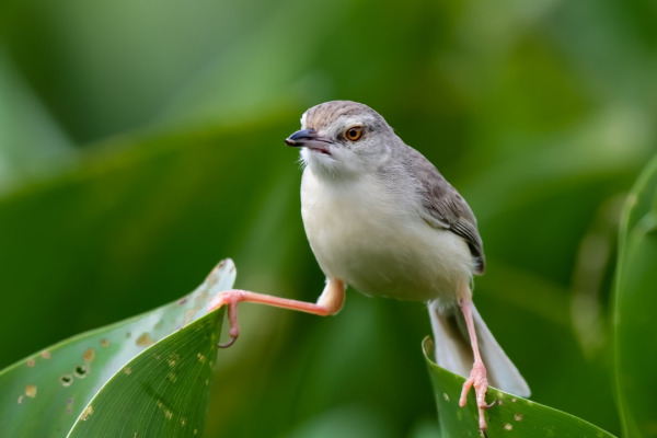Plain Prinia