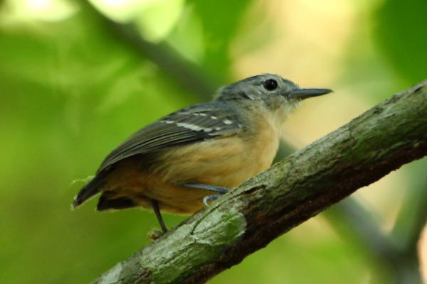 Plain-throated Antwren