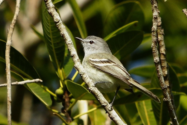 Plain Tyrannulet