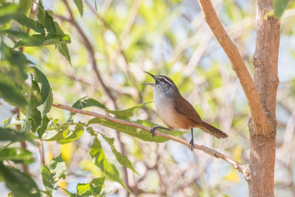 Plain Wren