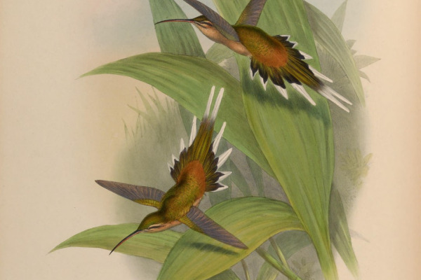Planalto Hermit
