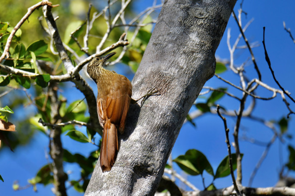Planalto Woodcreeper