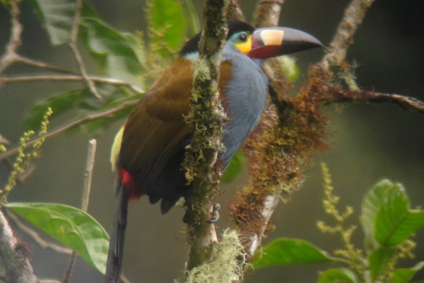 Plate-billed Mountain-Toucan