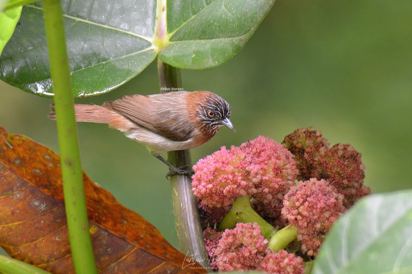 Platen's Greenbul