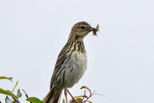 Pleske's Pipit
