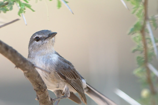 Plumbeous Antvireo