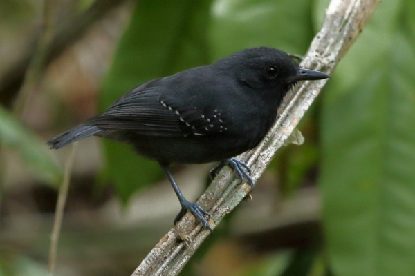Plumbeous Antvireo