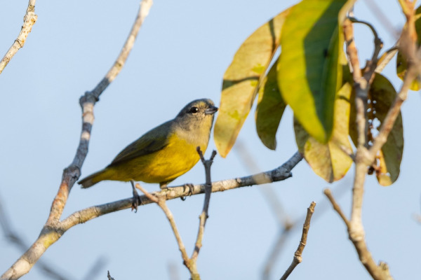 Plumbeous Euphonia