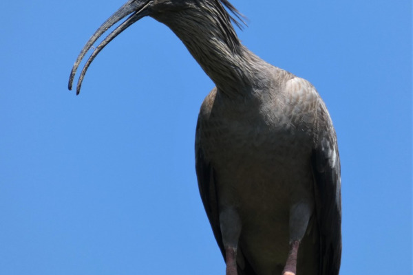 Plumbeous Ibis