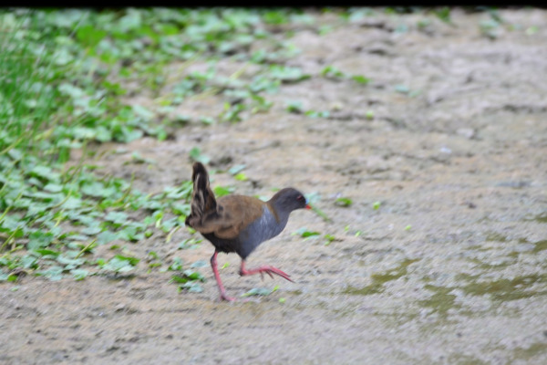Plumbeous Rail