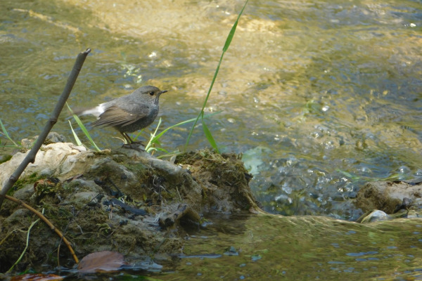 Plumbeous Water Redstart