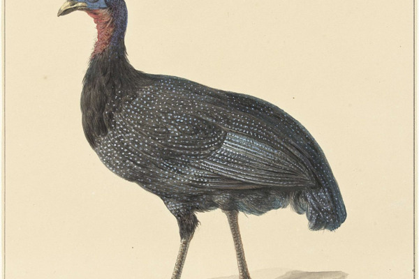 Plumed Guineafowl