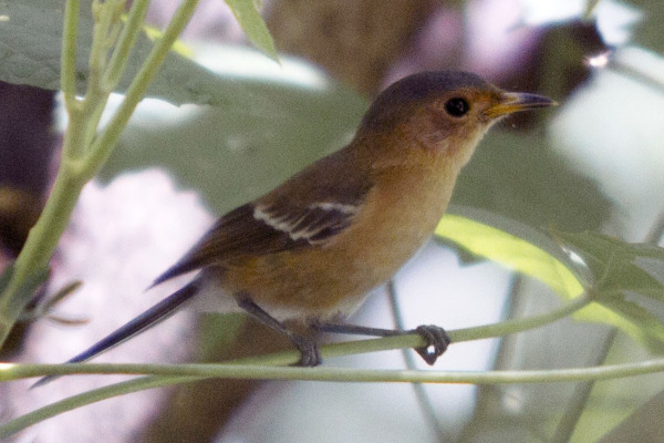 Pohnpei Monarch