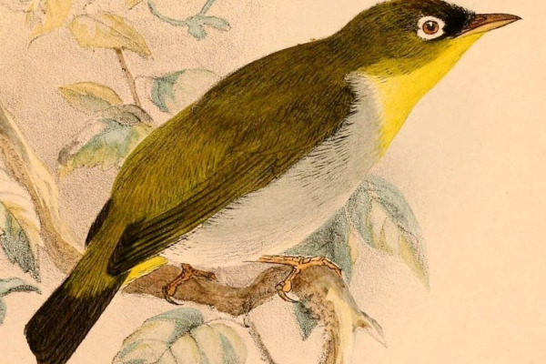 Pohnpei white-eye