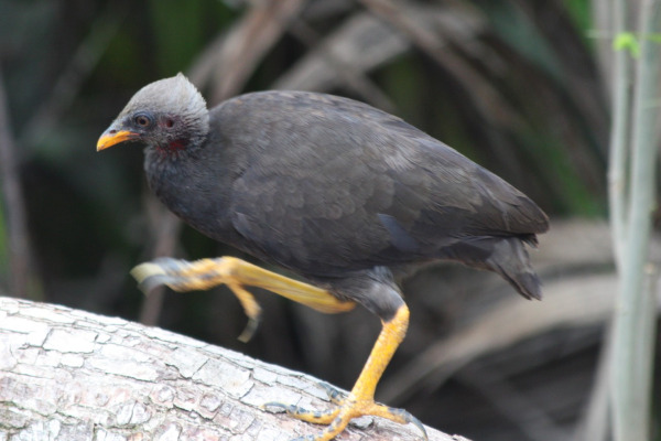 Polynesian Megapode