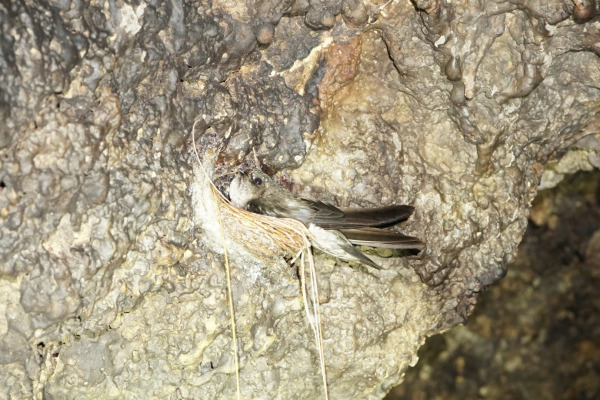 Polynesian Swiftlet