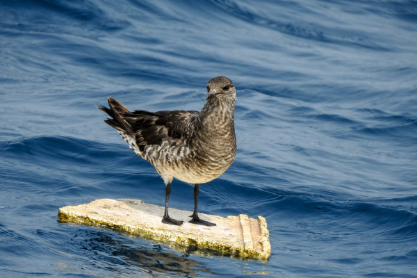 Pomarine Jaeger