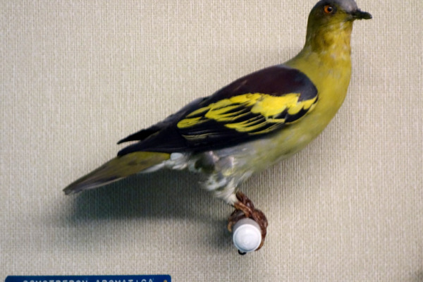 Pompadour Green Pigeon