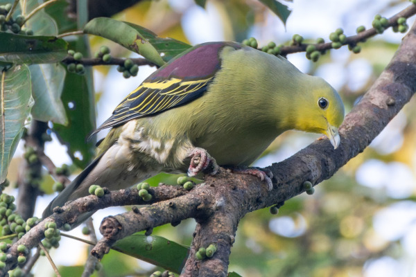 Pompadour Green Pigeon