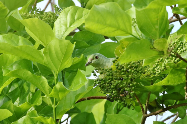 Ponape Fruit Dove