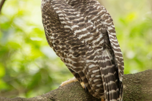 Powerful Owl