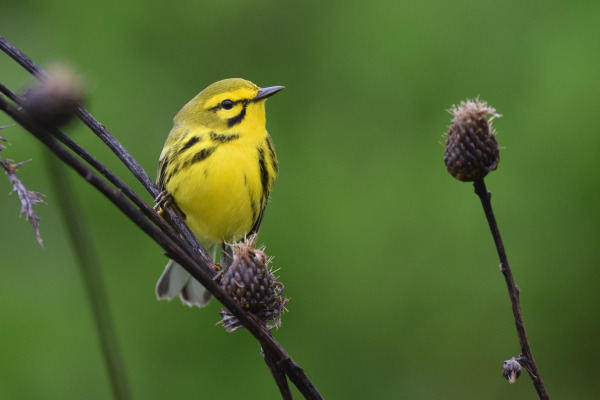 Prairie Warbler