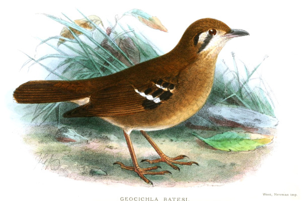 Prince Russet